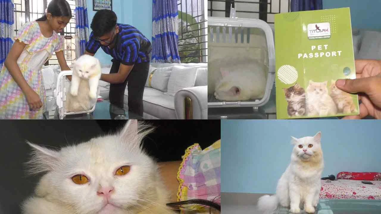 ভালোবাসার টানে মালিকের সঙ্গে ইতালি যাওয়া হলো না সেই বিড়াল ক্যান্ডির!